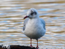 Black-headed Gull – Mewa Śmieszka